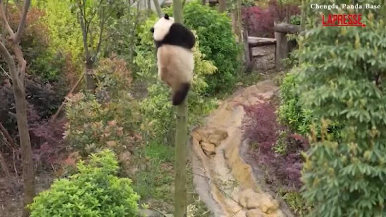 Cina, cuccioli di panda acrobati: arrampicate e acrobazie sui rami