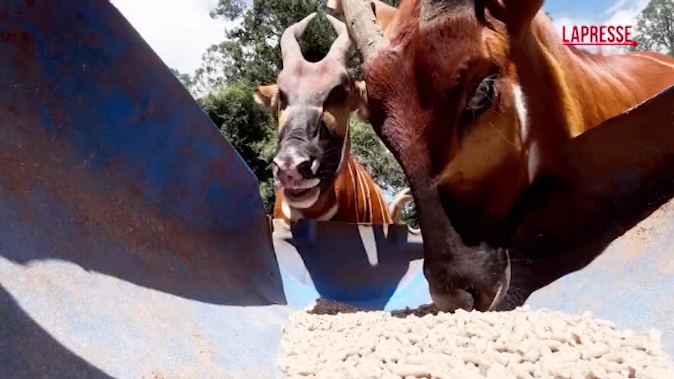 kenya bongo di montagna a rischio estinzione in natura ce ne sono meno di 100 da Lapresse.it kenya bongo di montagna a rischio estinzione in natura ce ne sono meno di 100