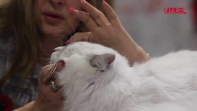 Bulgaria, la competizione di bellezza per gatti: 150 felini si contendono il titolo