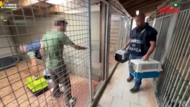 Varese, scoperto allevamento abusivo di cani: le immagini dei cuccioli nella gabbia