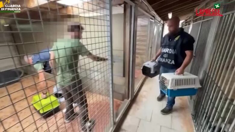 Varese, scoperto allevamento abusivo di cani: le immagini dei cuccioli nella gabbia