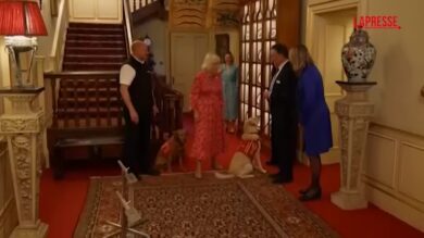 Gb, regina Camilla circondata da cani addestrati al rilevamento del cancro