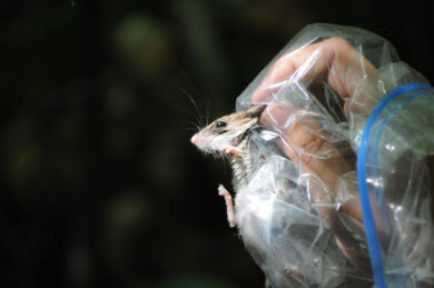Hantavirus: l’epidemiologo tra mutazioni ed effetto ‘Pierino e il lupo’