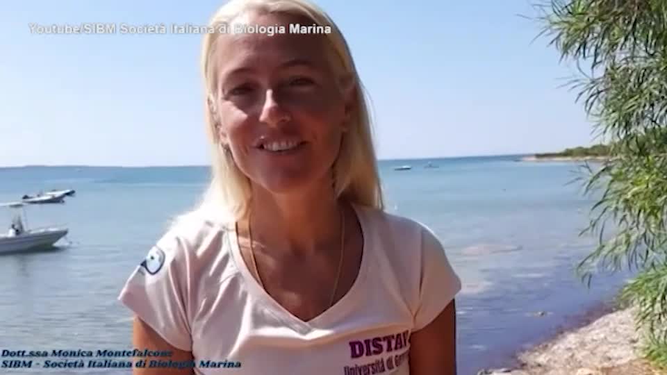 italiani morti alle maldive monica montefalcone parlava cos236 di cambiamenti climatici ed effetti sui mari da Lapresse.it italiani morti alle maldive monica montefalcone parlava cos236 di cambiamenti climatici ed effetti sui mari