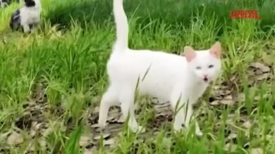 Cina, rifugio nel verde per gatti randagi urbani: ecco la Cat Island