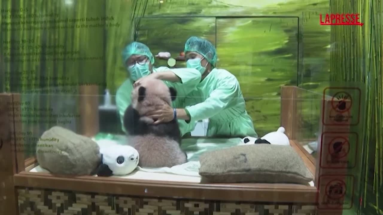 indonesia nasce il primo panda gigante rio debutta davanti al pubblico da Lapresse.it indonesia nasce il primo panda gigante rio debutta davanti al pubblico