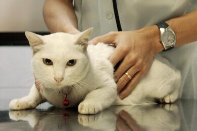 Influenza aviaria dal gatto all’uomo, il legame con il latte crudo