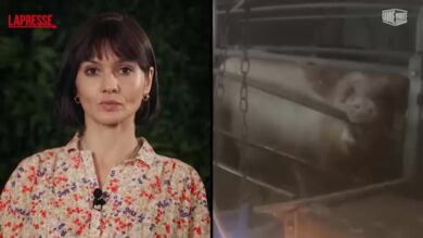 Allevamenti intensivi, Chiara Pavan: "Vietiamo per sempre le gabbie"