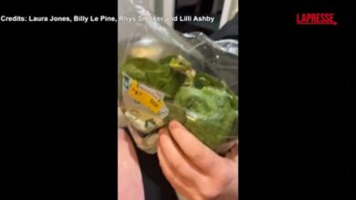 Australia, trovano una rana viva in una busta di insalata: il video