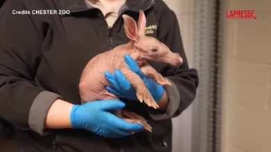 Regno Unito, il nuovo piccolo protagonista dello zoo di Chester è un raro cucciolo di oritteropo