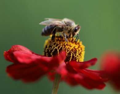 Senza le api a rischio il 75% delle coltivazioni