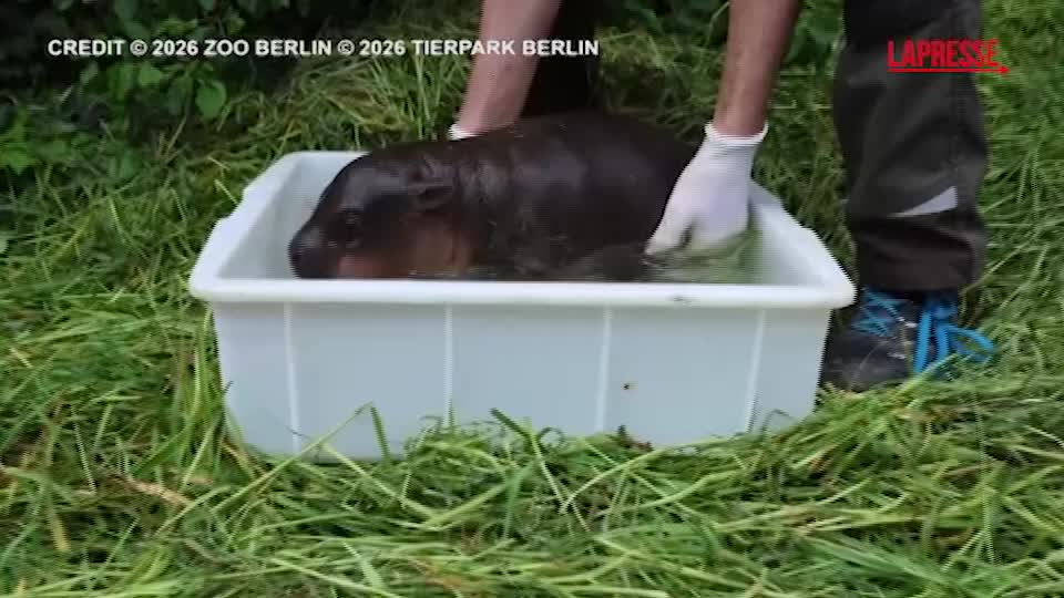 berlino cucciolo di ippopotamo pigmeo si gode il suo primo bagnetto da Lapresse.it berlino cucciolo di ippopotamo pigmeo si gode il suo primo bagnetto