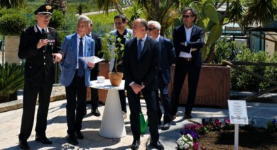 Strage di Capaci, talea dell’Albero Falcone piantumata alle Cantine Rapitalà
