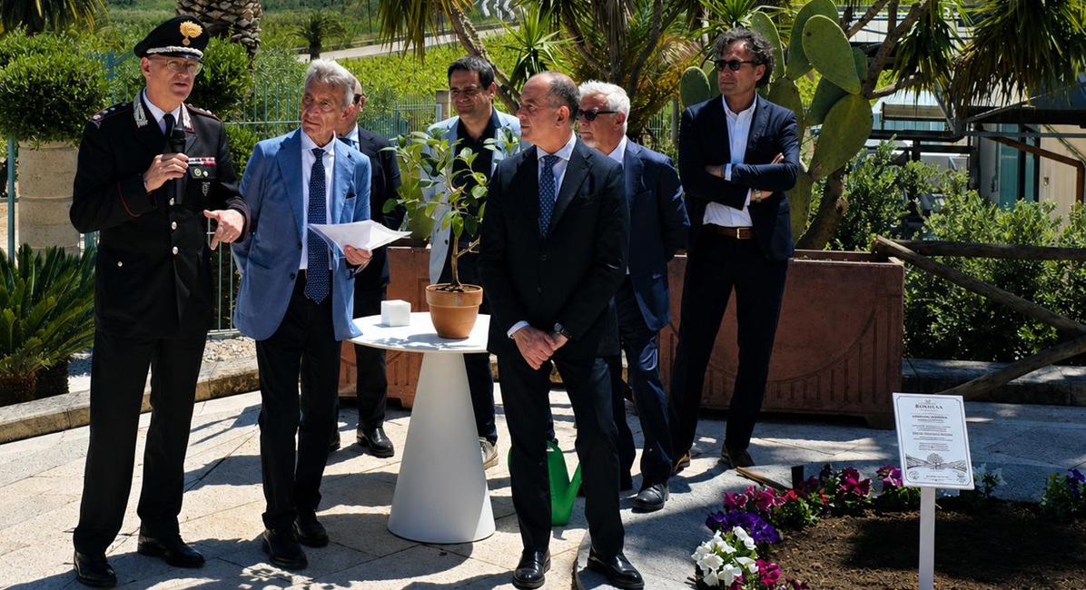 Strage di Capaci, talea dell’Albero Falcone piantumata alle Cantine Rapitalà Strage di Capaci, talea dell’Albero Falcone piantumata alle Cantine Rapitalà