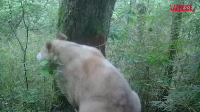 Cina, un rarissimo panda gigante bianco in un parco nella provincia del Sichuan