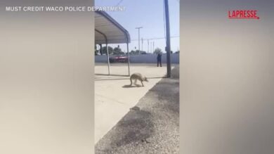 Texas, canguro a spasso per Waco: la cattura da parte della polizia