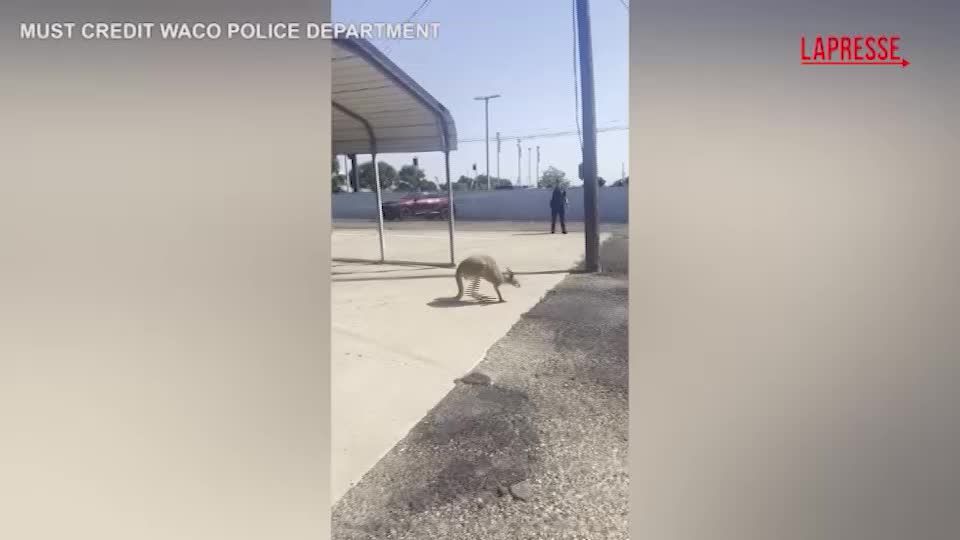 texas canguro a spasso per waco la cattura da parte della polizia da Lapresse.it texas canguro a spasso per waco la cattura da parte della polizia