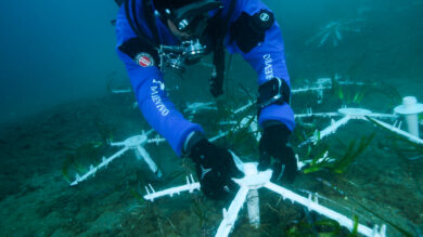 Ambiente, Marevivo con Soka Gakkai nel progetto ‘3 R per il Mare’