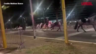 Roma, cavalli fuggono in strada durante le prove della parata del 2 giugno