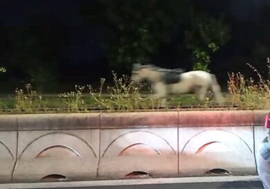 Roma, cavalli ‘in fuga’ sulla Colombo nella notte: paura e quattro feriti, due sono gravi