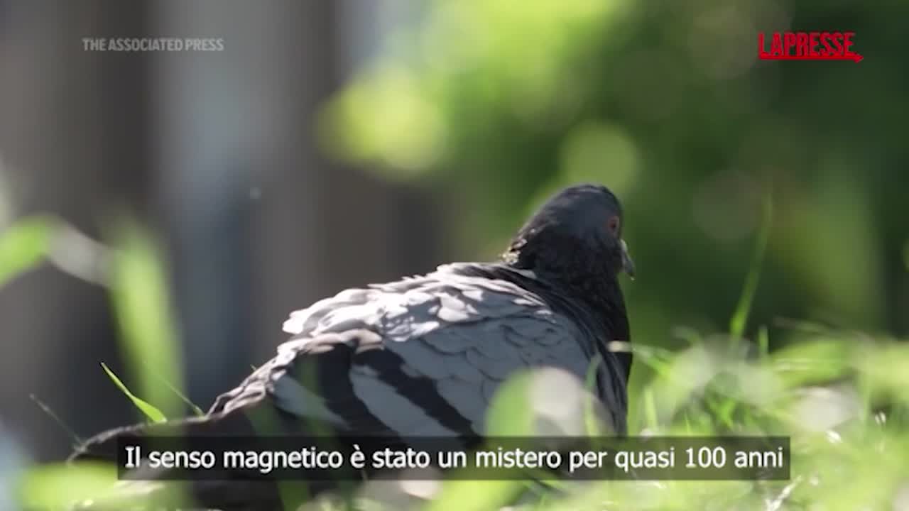 Come si orientano i piccioni viaggiatori: hanno un "sesto senso" nel fegato Come si orientano i piccioni viaggiatori: hanno un "sesto senso" nel fegato