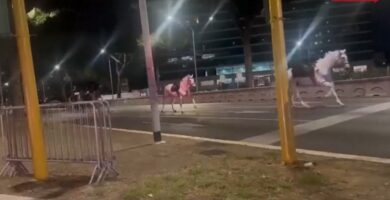 Cavalli in fuga a Roma, polizia: “Arrivate le prime richieste di risarcimento”