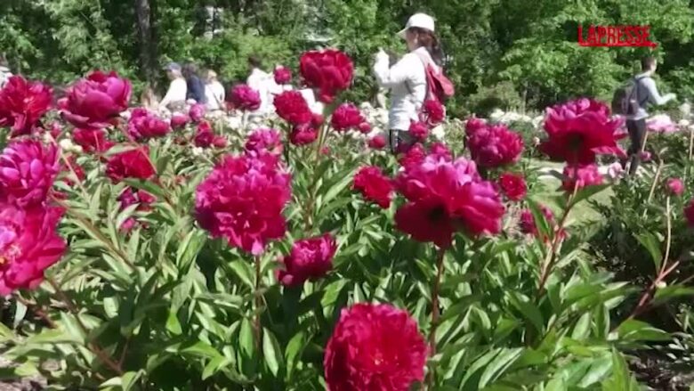 In Michigan il "pellegrinaggio delle peonie"
