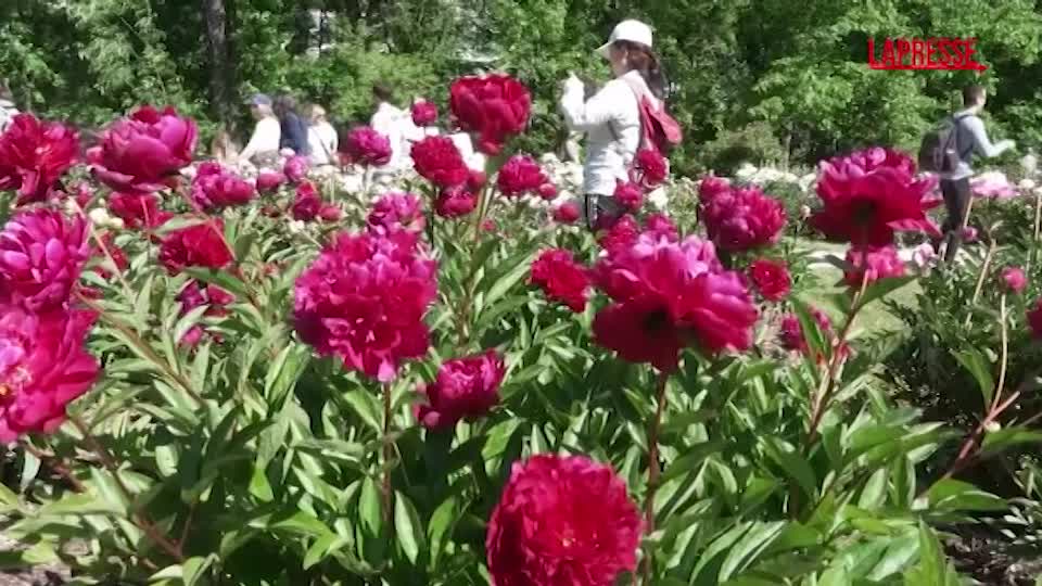 in michigan il pellegrinaggio delle peonie da Lapresse.it in michigan il pellegrinaggio delle peonie