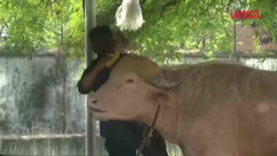 Bufalo albino col ciuffo di Donald Trump star in Bangladesh, l’animale attira turisti allo zoo