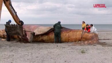 Danimarca, l’autopsia della balena Timmy sulla spiaggia dell’isola di Anholt