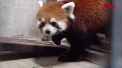 Cina-Taiwan, scambio di panda rossi tra zoo di Taipei e Shanghai