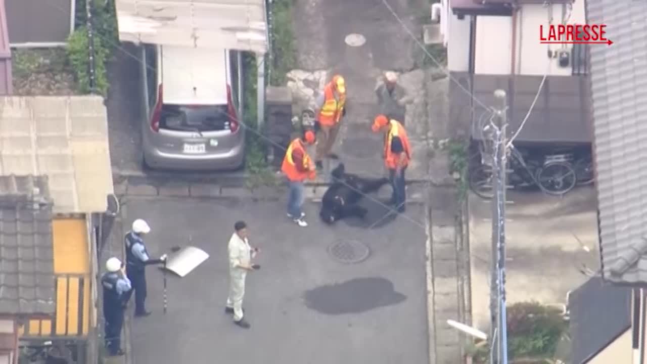 giappone orso catturato dopo diversi giorni di caccia a utsunomiya da Lapresse.it giappone orso catturato dopo diversi giorni di caccia a utsunomiya