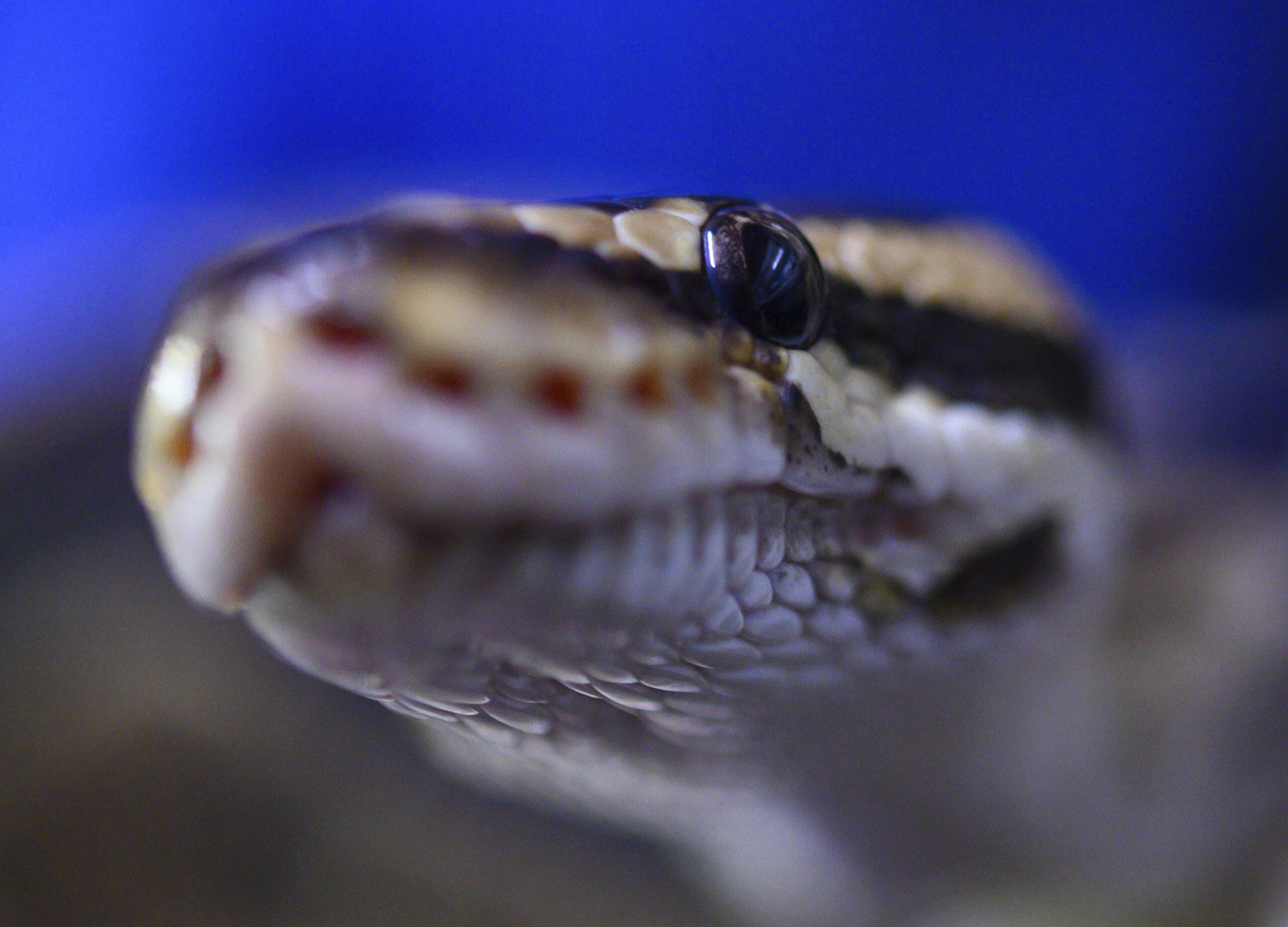I Mondiali 2026 e il ‘cervello serpente’, viaggio nella mente del tifoso