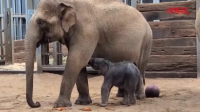 Mondiali 2026, la "febbre" da Coppa del Mondo colpisce anche gli elefanti: un cucciolo di due giorni gioca con la palla