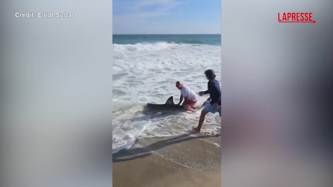 usa pescatore salva squalo bianco rimuove l amo e lo libera in acqua da Lapresse.it usa pescatore salva squalo bianco rimuove l amo e lo libera in acqua