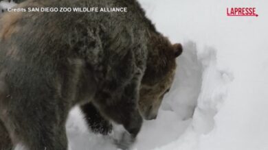Usa, due fratelli grizzly salvati da cuccioli giocano nella neve allo zoo di San Diego