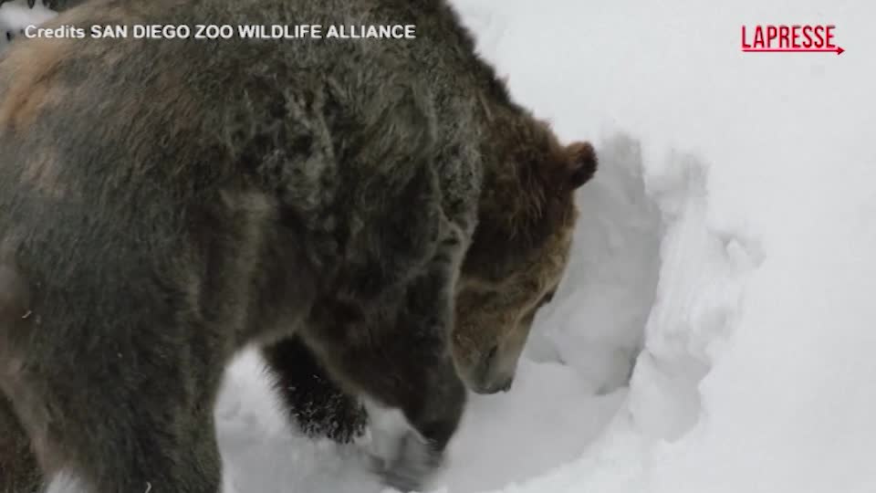 usa due fratelli grizzly salvati da cuccioli giocano nella neve allo zoo di san diego da Lapresse.it usa due fratelli grizzly salvati da cuccioli giocano nella neve allo zoo di san diego