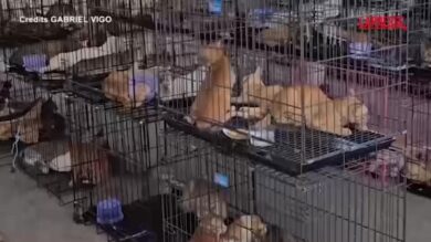 Vietnam, salvati oltre 500 gatti rubati ai proprietari per essere mangiati