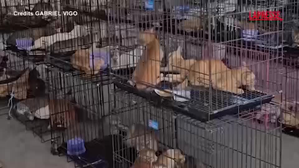vietnam salvati oltre 500 gatti rubati ai proprietari per essere mangiati da Lapresse.it vietnam salvati oltre 500 gatti rubati ai proprietari per essere mangiati