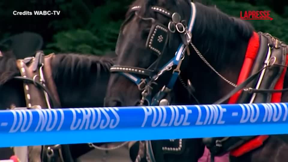 new york 18enne muore scaraventato a terra da un cavallo imbizzarrito la carrozza ribaltata all interno di central park da Lapresse.it new york 18enne muore scaraventato a terra da un cavallo imbizzarrito la carrozza ribaltata all interno di central park