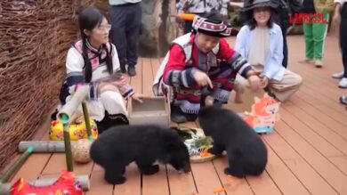 Cina, dono goloso per cuccioli di orso nero e di tigre siberiana nel parco di Kunming