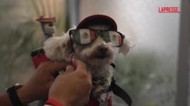 Mondiali 2026: in Messico spopola Osito, il cane trovatello mascotte della nazionale