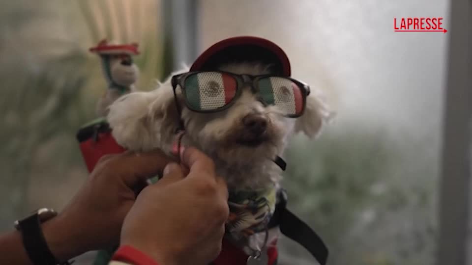 mondiali 2026 in messico spopola osito il cane trovatello mascotte della nazionale da Lapresse.it mondiali 2026 in messico spopola osito il cane trovatello mascotte della nazionale