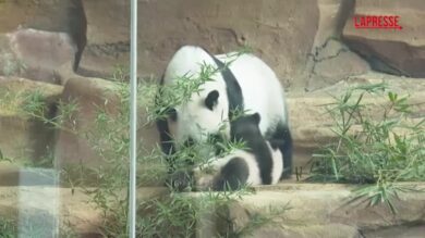 Indonesia, debutta Rio: il primo cucciolo di panda gigante nato nel Paese