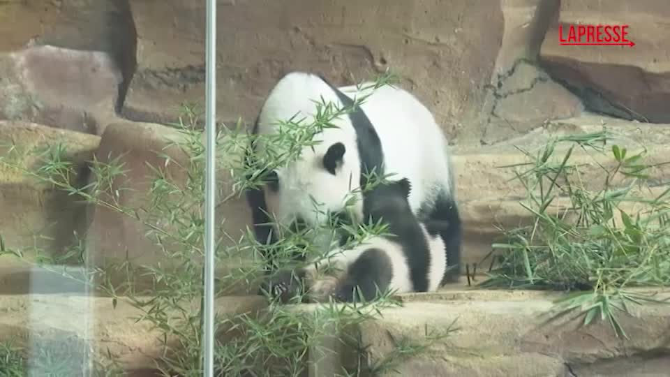 indonesia debutta rio il primo cucciolo di panda gigante nato nel paese da Lapresse.it indonesia debutta rio il primo cucciolo di panda gigante nato nel paese
