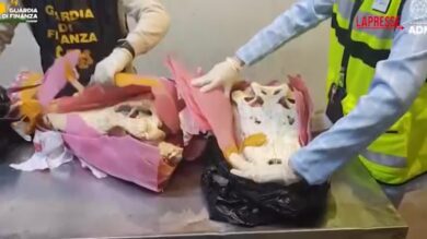 Malpensa, sequestrati due crani di coccodrillo siamese