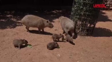 Gerusalemme, cuccioli di capibara al Biblical Zoo: battezzati coi nomi dei Beatles