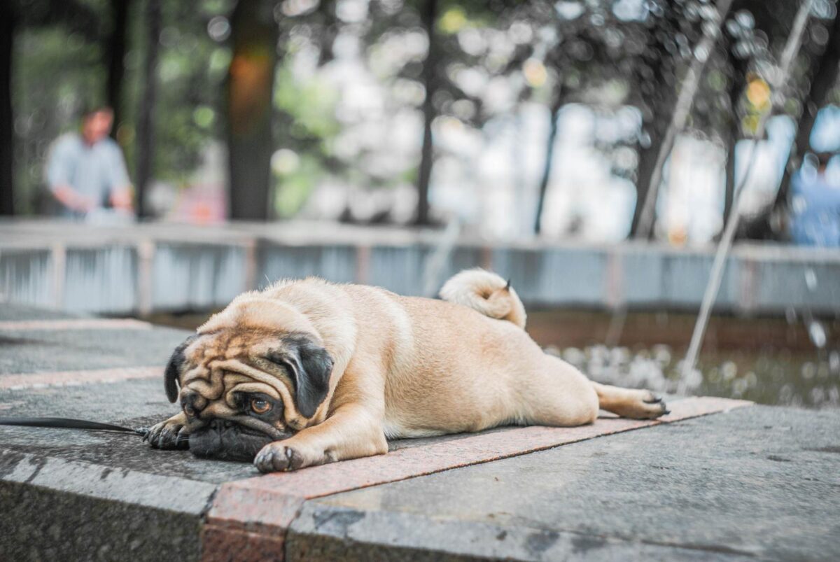 Caldo, anche i cani a rischio: i sintomi spia e gli errori da evitare