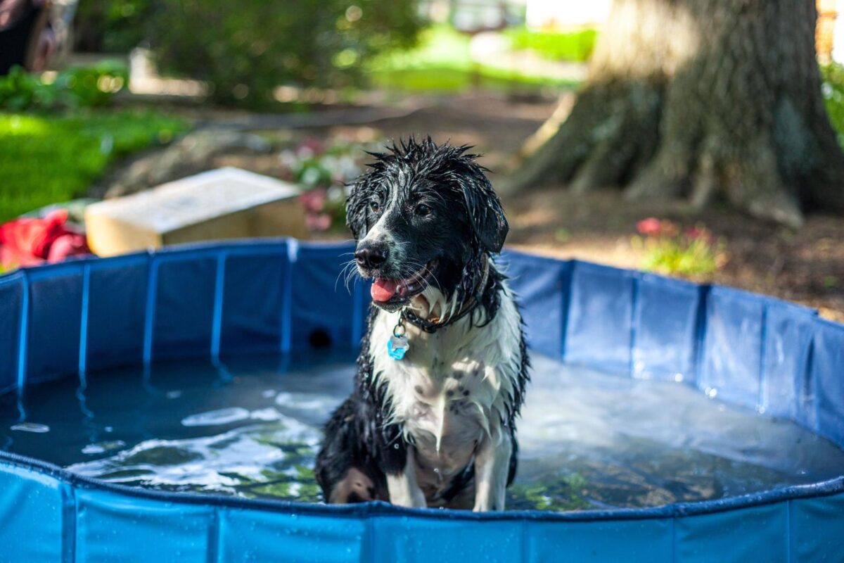 Caldo, anche i cani a rischio: i sintomi spia e gli errori da evitare