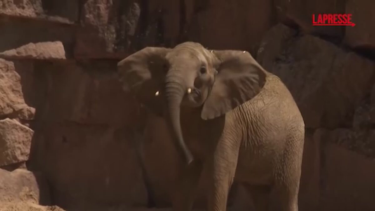 Germania, gli elefanti tornano allo zoo di Berlino: i primi passi nella loro nuova casa